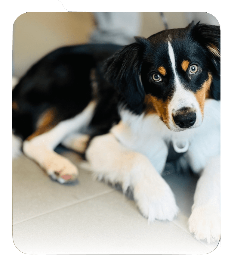 Engagement bénévole